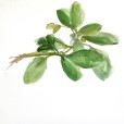 SweetMarjoram