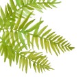 SwordFern2