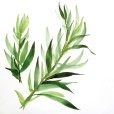 Tarragon