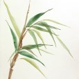 TintedBamboo2