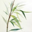 TintedBamboo3