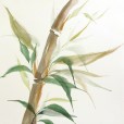 TintedBamboo5