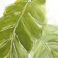 TropicalBanana Leaf 5