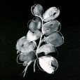 WhiteEucalyptus2