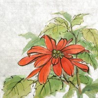 HPoinsettia2