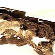 TorsoInBrown1