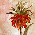 ExoticFritillaria