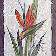 ExoticStrelitzia1