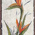 ExoticStrelitzia2