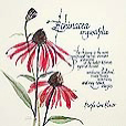 HealingPlantsEchinacea