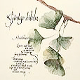 HealingPlantsGinkgoBiloba