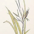 OrnamentalGrass1