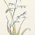 OrnamentalGrass2