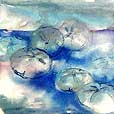 SandDollars1