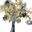 Treetops1